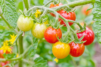 Vibrant Cherry Tomato Cluster on Vine