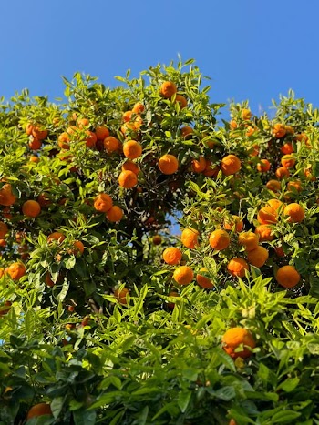 Vibrant Citrus Fruits on an Orange Tree