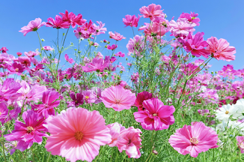 Vibrant Cosmos Flowers in a Lush Meadow