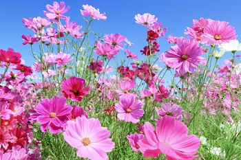 Vibrant Cosmos Flowers in Meadow Under Clear Blue Sky
