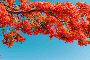Vibrant Flame Tree Blossoms Against a Clear Blue Sky