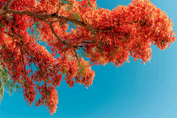 Vibrant Flame Tree Blossoms Against Cyan Sky