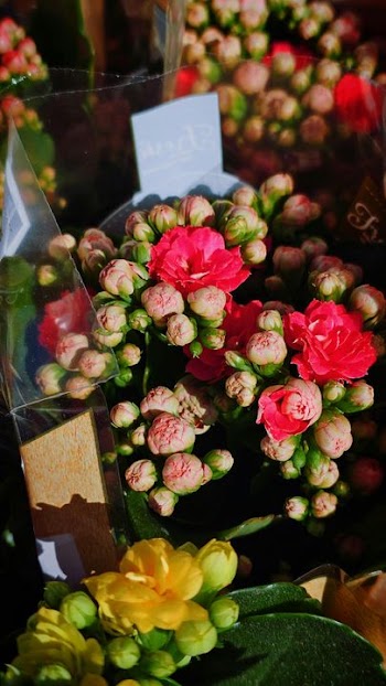 Vibrant Floral Arrangement with Pink Roses and Buds