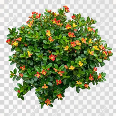 Vibrant Flowering Shrub: Red and Yellow Elegance