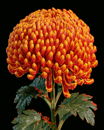 Vibrant Fully Blossomed Chrysanthemum Flower