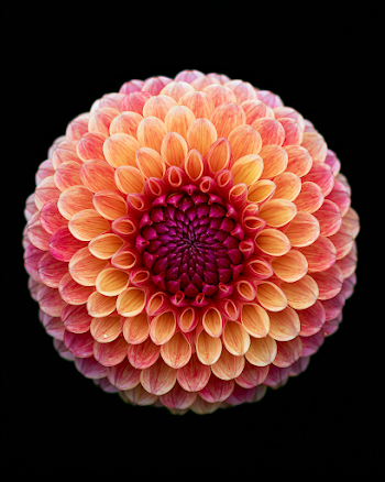 Vibrant Fully Blossomed Chrysanthemum Flower