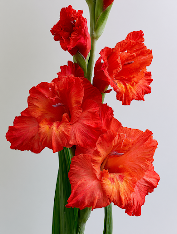 Vibrant Gladiolus Flower in Full Bloom