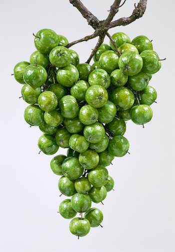 Vibrant Green Apple Cluster Hanging from Gnarled Vine