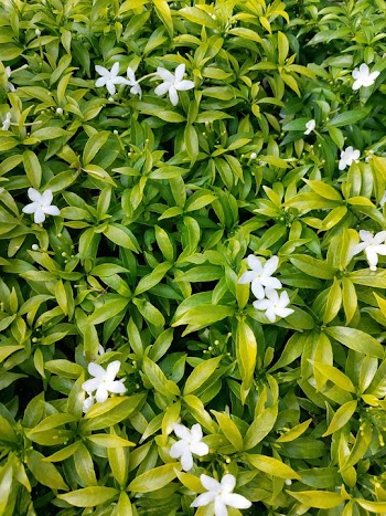 Vibrant Green Ground Cover with White Flowers