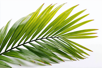 Vibrant Green Palm Frond on White Background