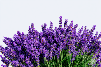 Vibrant Lavender Bouquet Against a Clear Sky
