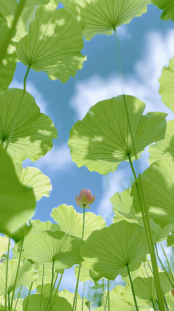 Vibrant Lotus Blossom Under Azure Sky
