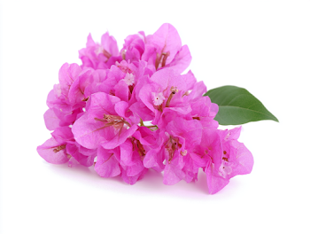 Vibrant Magenta-Pink Bougainvillea Blossoms