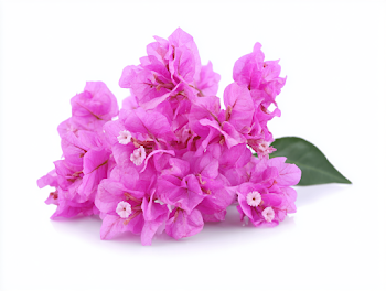Vibrant Magenta-Pink Bougainvillea Blossoms