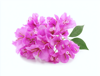 Vibrant Magenta-Pink Bougainvillea Blossoms on White Background
