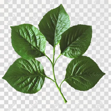 Vibrant Mulberry Plant: Lush Green Leaves and Branching Growth Vibrant Mulberry Plant: Lush Green Leaves and Branching Growth
