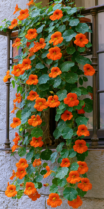 Vibrant Orange Nasturtiums Cascading from Balcony Planter