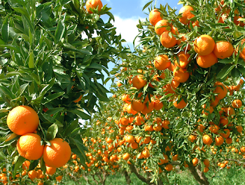 Vibrant Orange Orchard Under Blue Sky