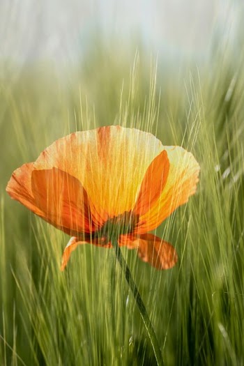 Vibrant Orange Poppy in Green Grass