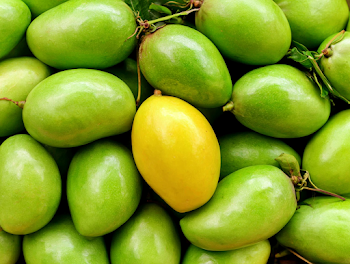 Vibrant Pile of Unripe Mangoes with Ripe Yellow Mango