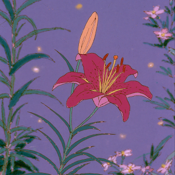 Vibrant Red Lily Against a Purple Background