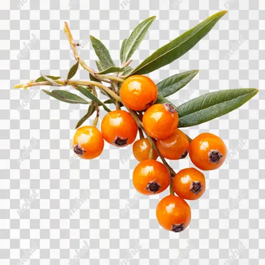 Vibrant Sea Buckthorn Berries: A Detailed Close-Up