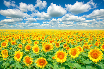 Vibrant Sunflower Field Under a Bright Blue Sky