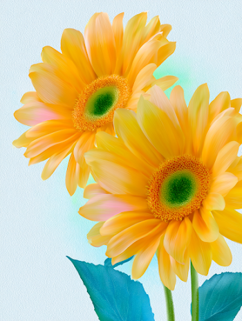 Vibrant Sunflowers on White Background
