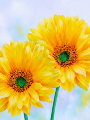 Vibrant Sunflowers on White Background