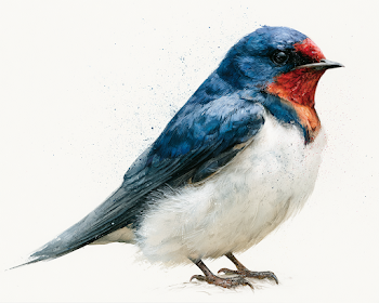 Vibrant Swallow Bird Close-Up