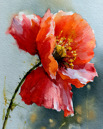Vibrant Watercolor Poppy Flower