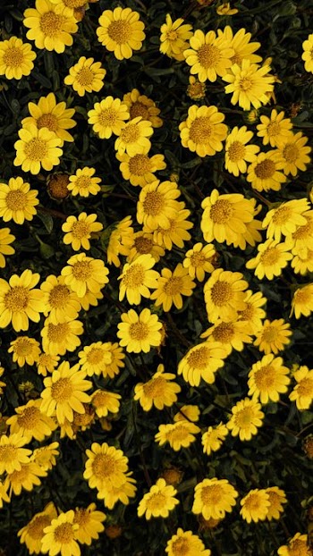 Vibrant Yellow Chrysanthemums in Bloom