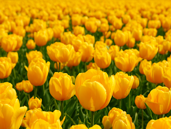 Vibrant Yellow Tulip Field in Full Bloom