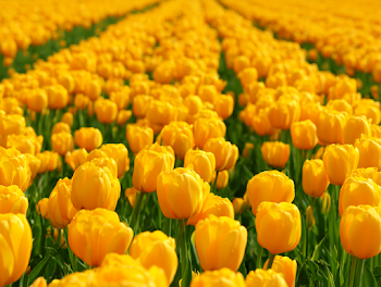 Vibrant Yellow Tulip Field in Full Bloom