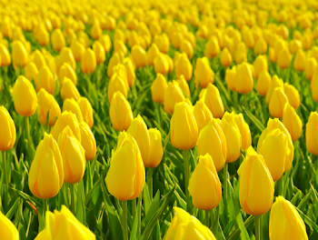 Vibrant Yellow Tulip Field in Spring