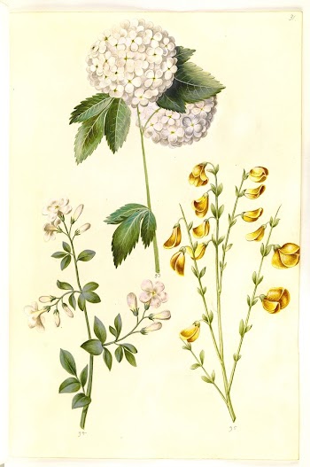 Viburnum opulus (common snowball);Jasminum officinale | Free Photo - rawpixel