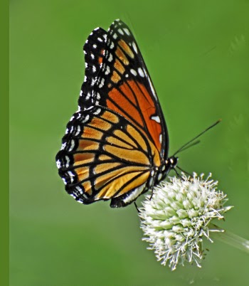 Viceroy (2).jpg