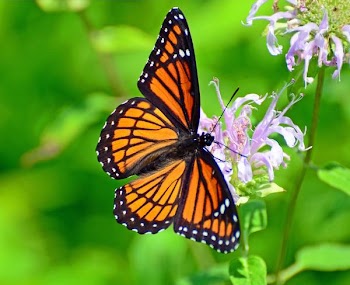 Viceroy Butterfly.jpg