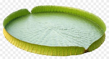 Victoria Amazonica Water Lily Leaf Nelumbo Nucifera - Victoria Amazonica Water Lily Leaf Nelumbo Nucifera