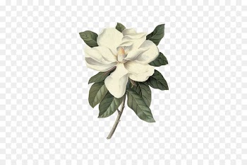 Victoria and Albert Museum Southern magnolia Botanical illustration Botany Painting - Peony 