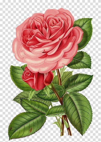 Victorian era Flower Cabbage rose Garden roses, flower transparent background PNG clipart