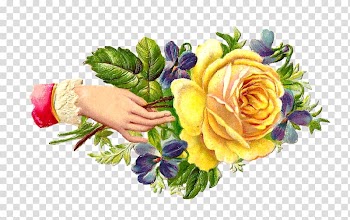 Victorian era Flower Rose , Baby Roses transparent background PNG clipart