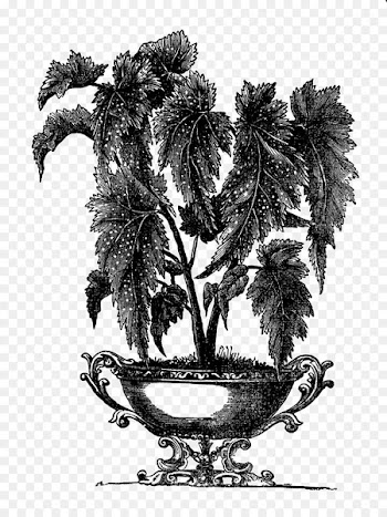 Victorian era Flowerpot Houseplant Indoor Plants Garden - plants 