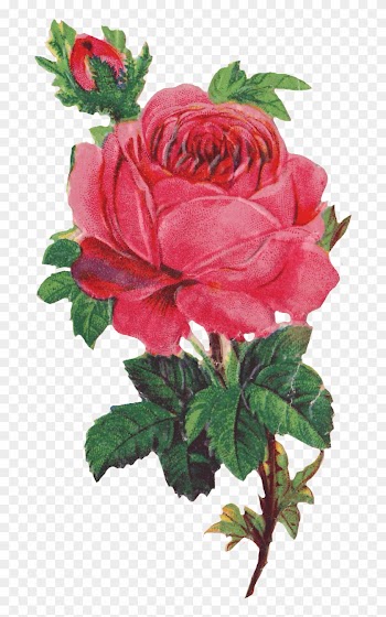 Victorian Pink Rose Transparent