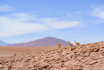 Vicuña on Rocks
