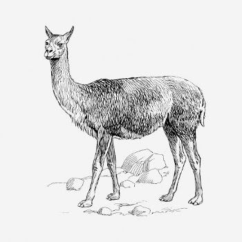 Vicuna drawing, vintage wildlife illustration. | Free Photo - rawpixel