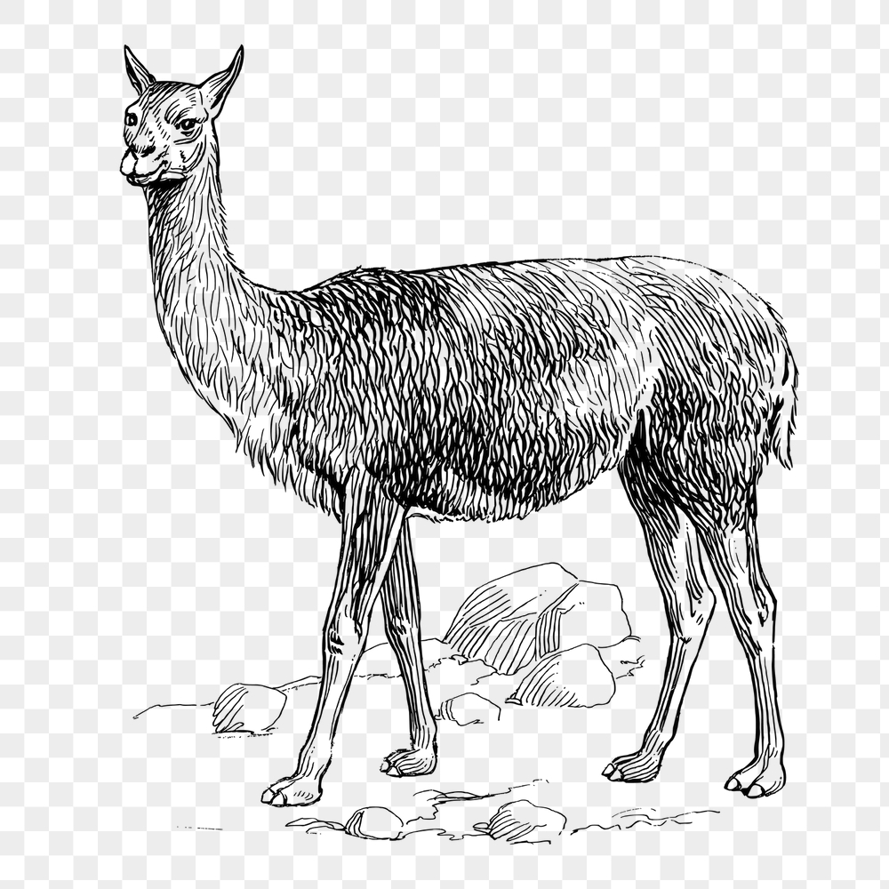 Vicuna png sticker, wildlife vintage | Free PNG - rawpixel