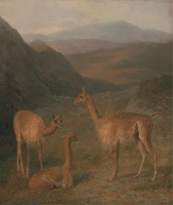 Vicunas | Free Photo - rawpixel