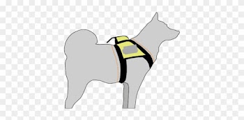 Video Instruction Manual For Camera - Black Norwegian Elkhound