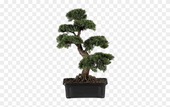 Video - Nearly Natural 4103 Cedar Bonsai Silk Plant 24inch
